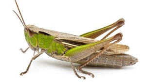 cricket