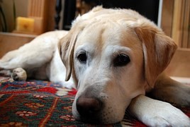 dog on rug