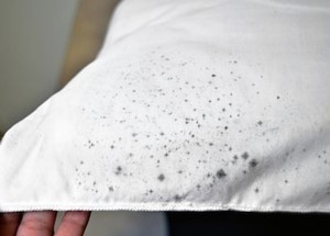 mold on fabric