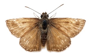 moth