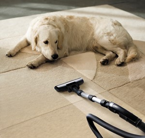 dog on rug