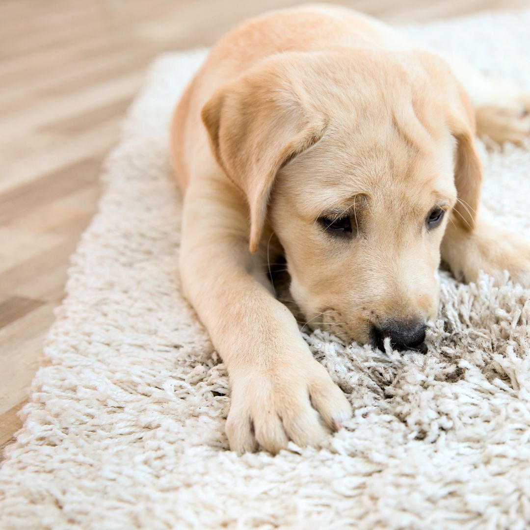 caring for your rugs between cleanings 